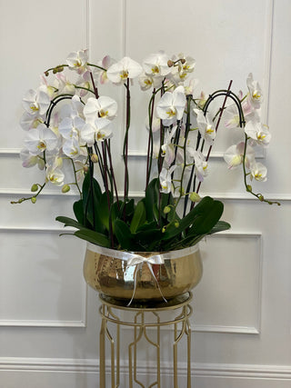 Orquídeas de lujo