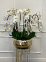 Orquídeas de lujo