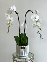 2 orquídeas en un jarrón