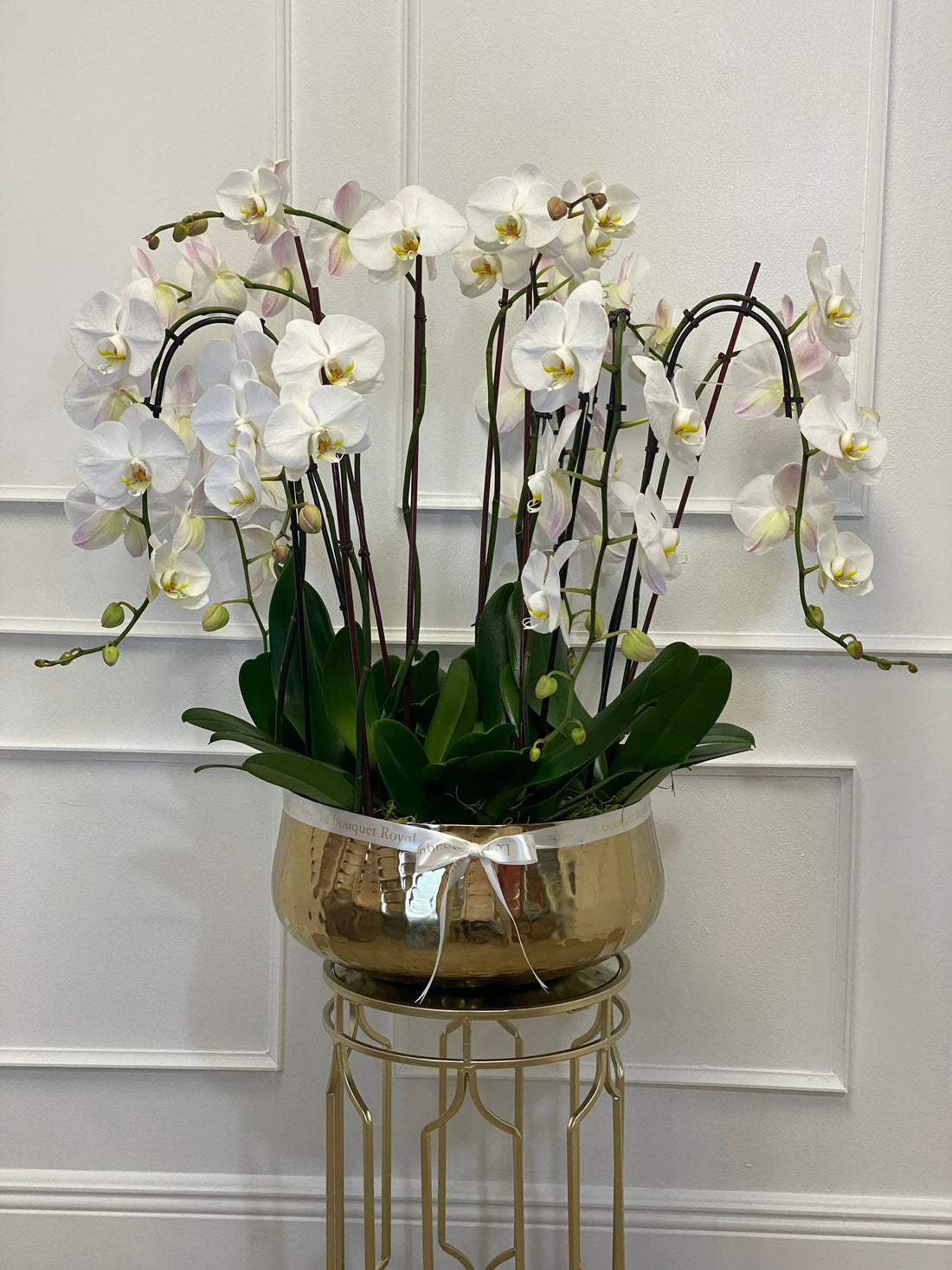 Luxury Orchids
