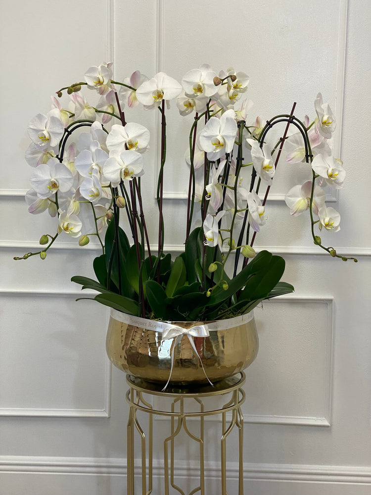 Orquídeas de lujo
