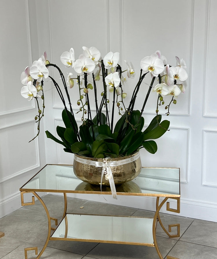 Orquídeas de lujo