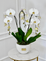 3 Orchids in a vase