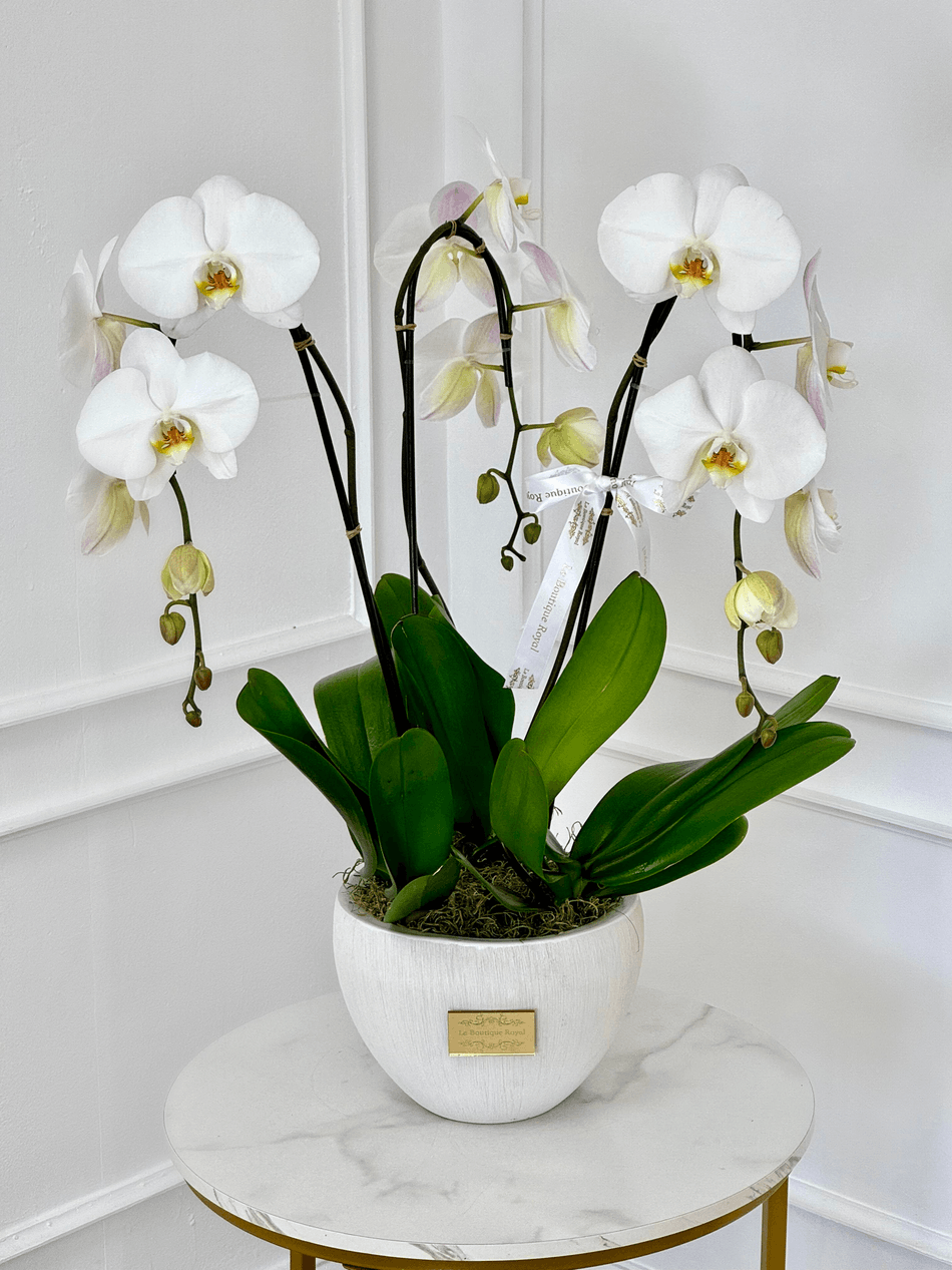 3 Orchids in a vase